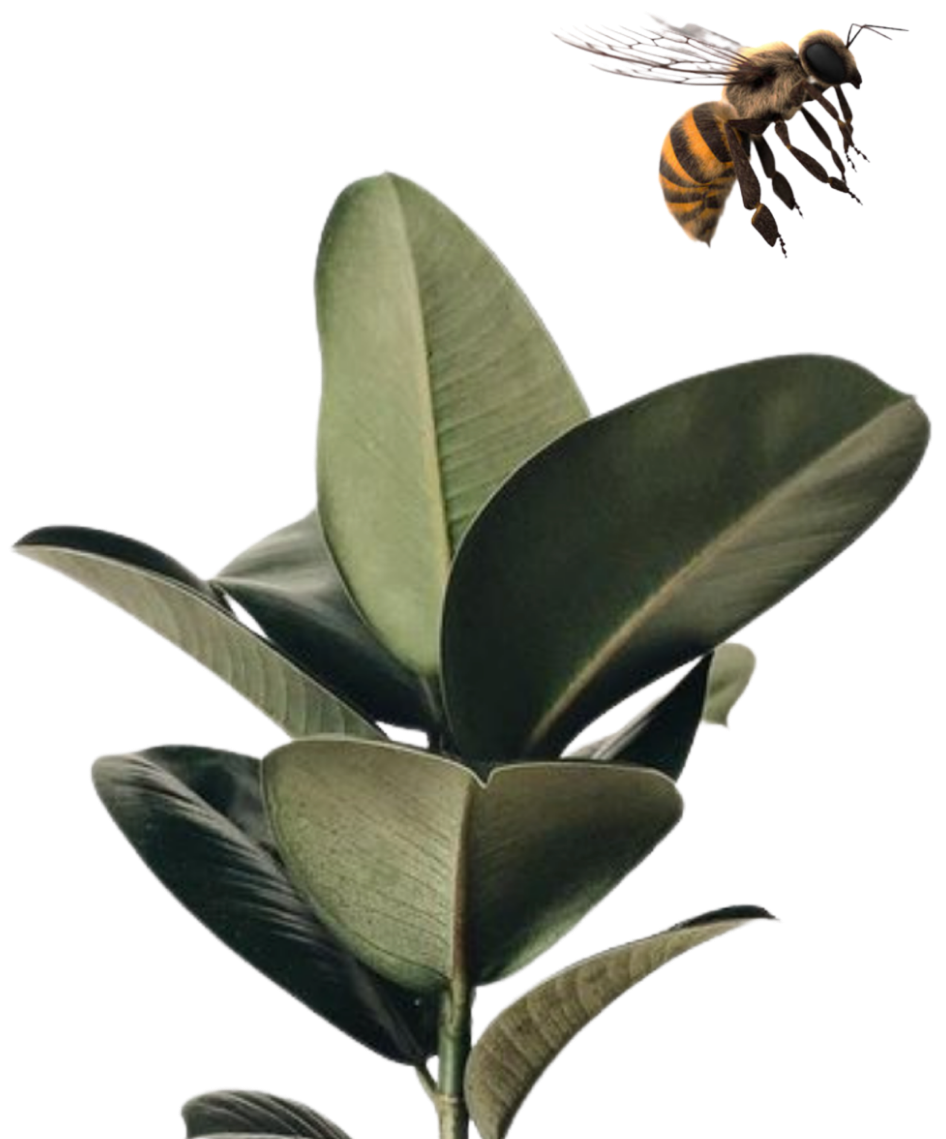 Ecología y Autografus