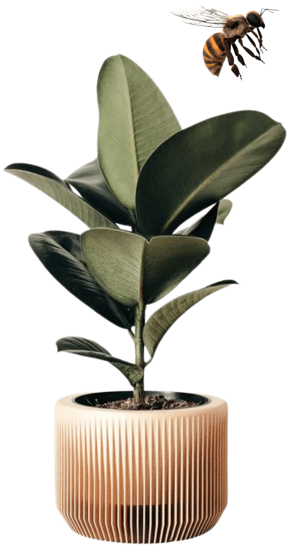 Ecología y Autografus