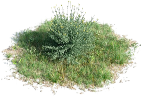 Ecología y Autografus