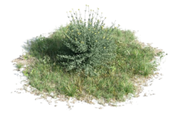 Ecología y Autografus